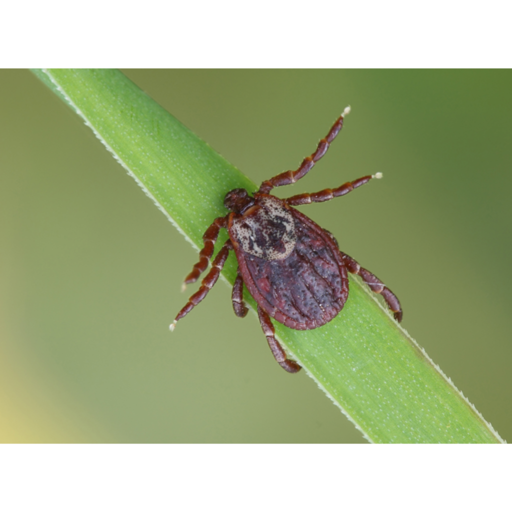 Imagem em close mostra carrapato sobre folha verde, vetor da febre maculosa. Alerta para risco de picada e importância da prevenção em áreas com vegetação e presença do parasita transmissor.